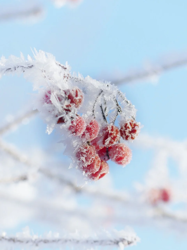 Top 10 Foods for Winter Skincare